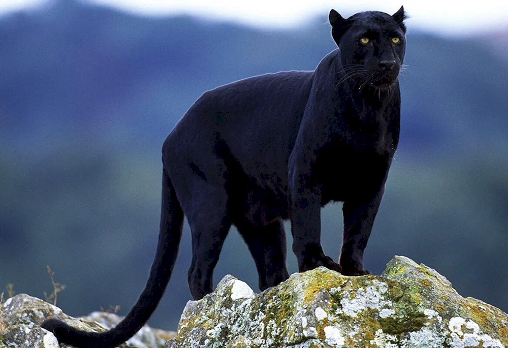 Jaguar Melanist