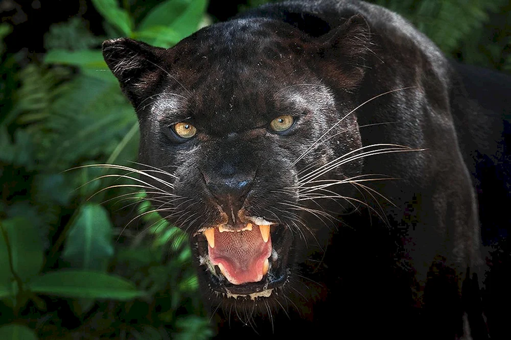 Leopard melanist