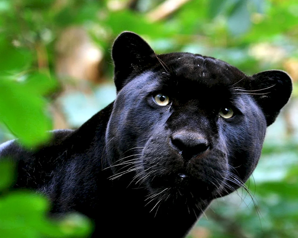 Schwarzer Panther Jaguar melanist