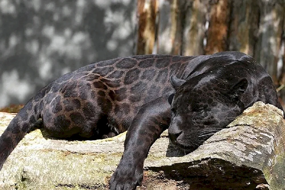 Puma Melanist