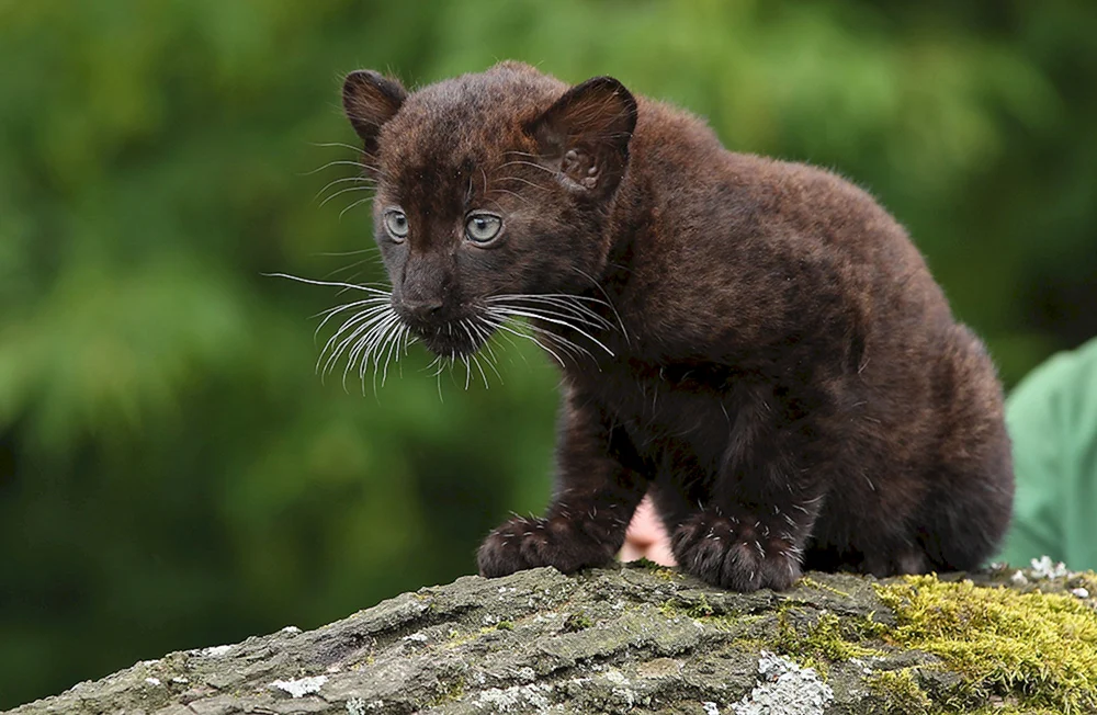 Schwarzer Panther mit Pantherwelpe