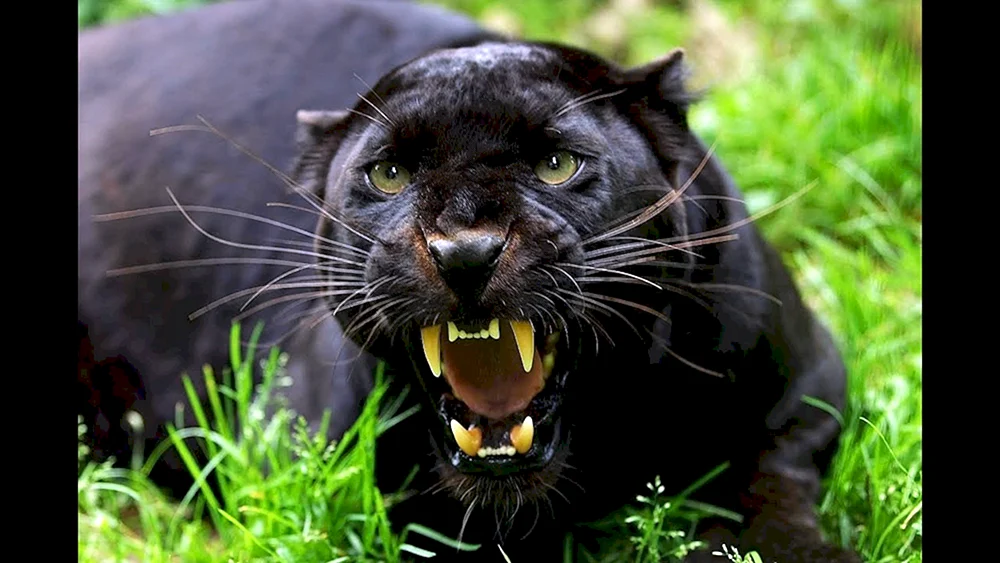 Puma. und Panther