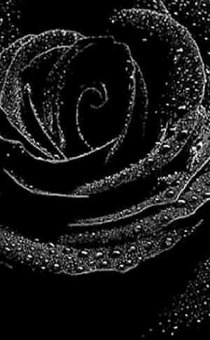 Schwarze Rose