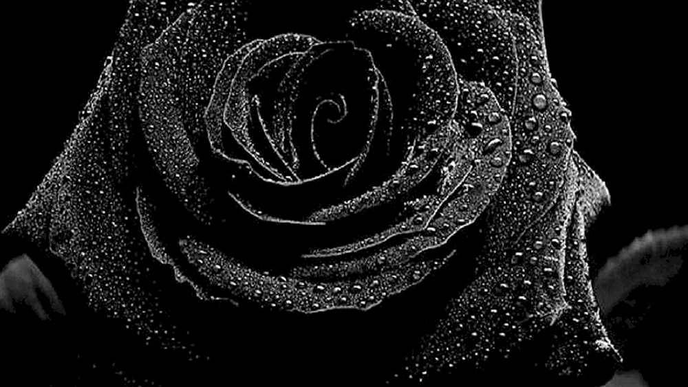 Schwarze Rose
