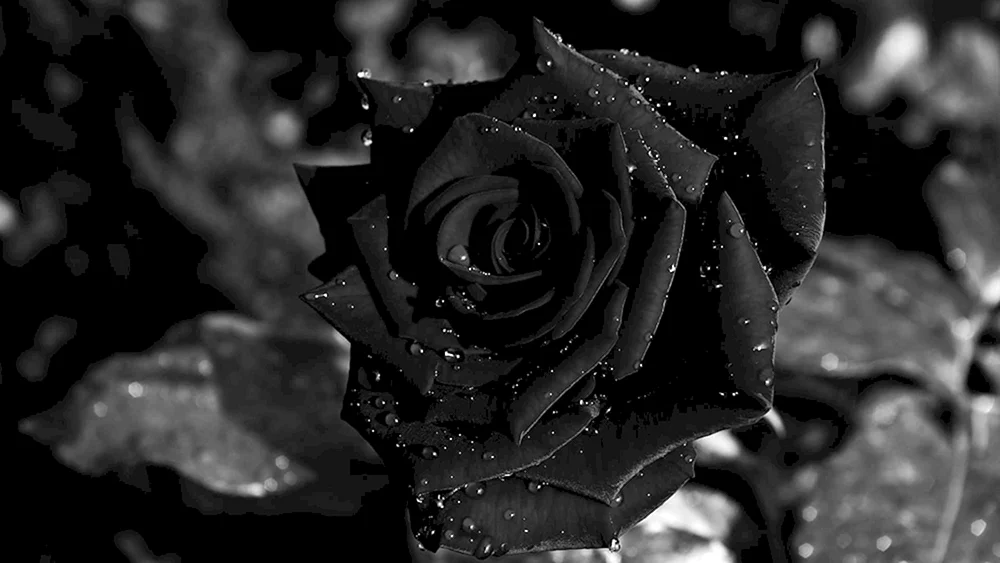 Schwarze RosenHalfeti