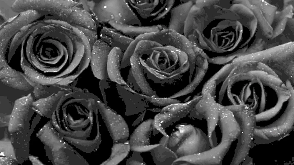 Schwarze RoseHalfeti