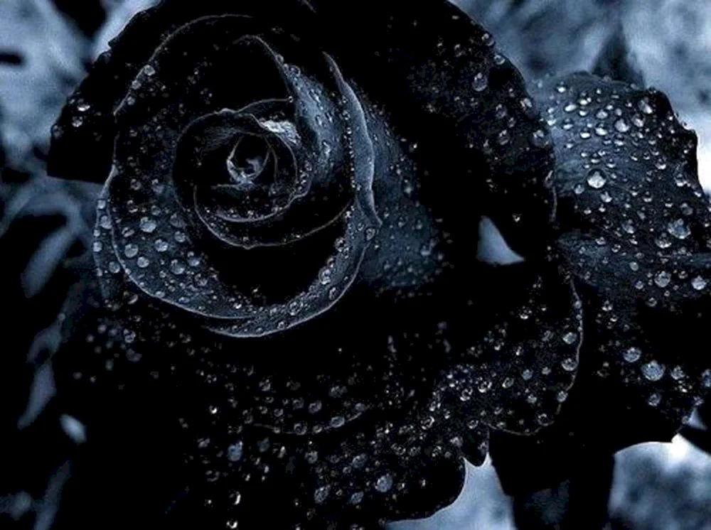 Schwarze Rosen Halfeti