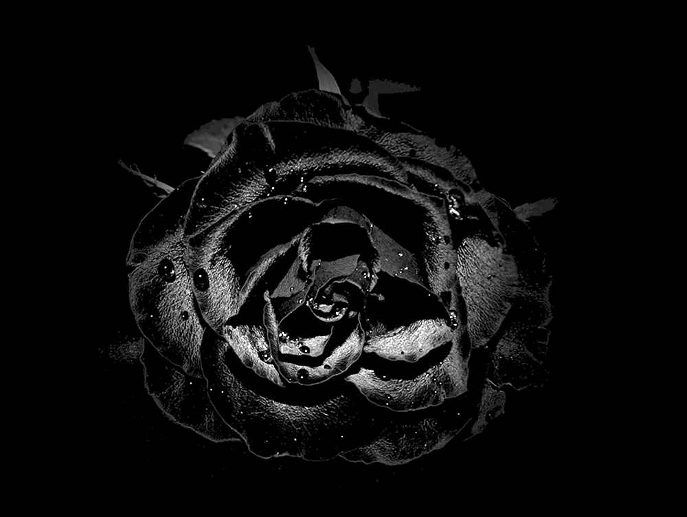 Schwarze Rose rote Rose