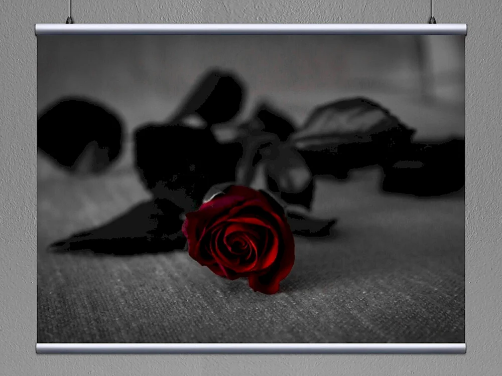 Dunkle Perlenrose