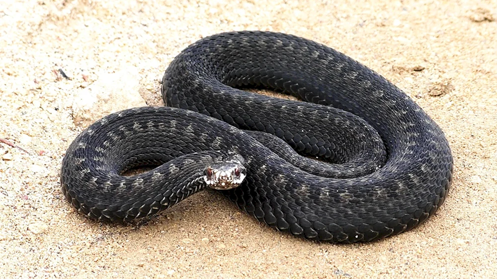 Schwarze Steppenviper