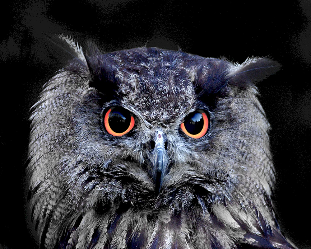 Eule auf schwarzem Hintergrund