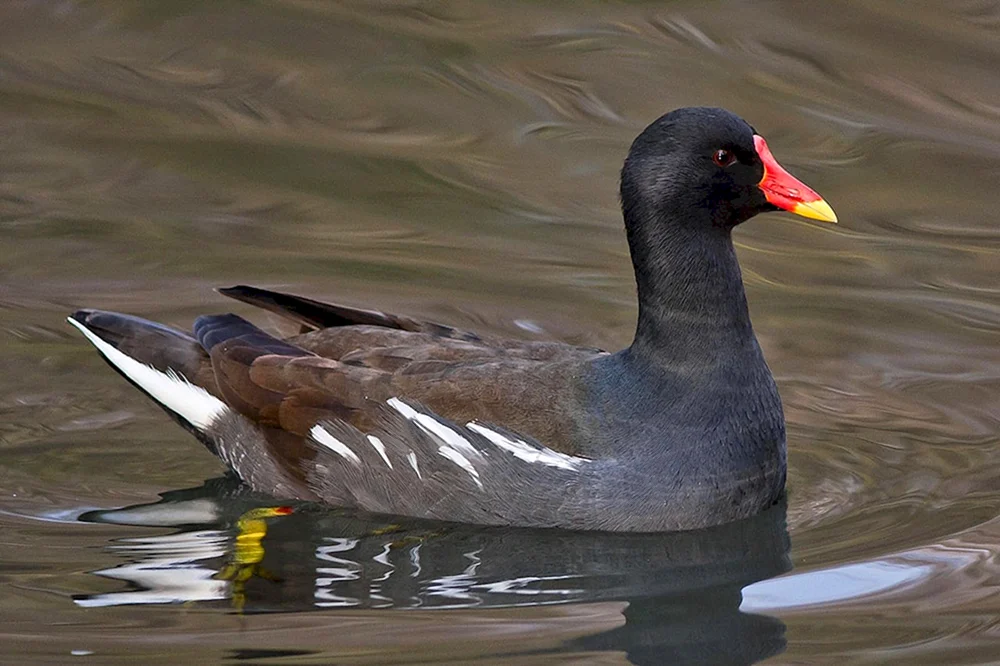Schwarze Stockente