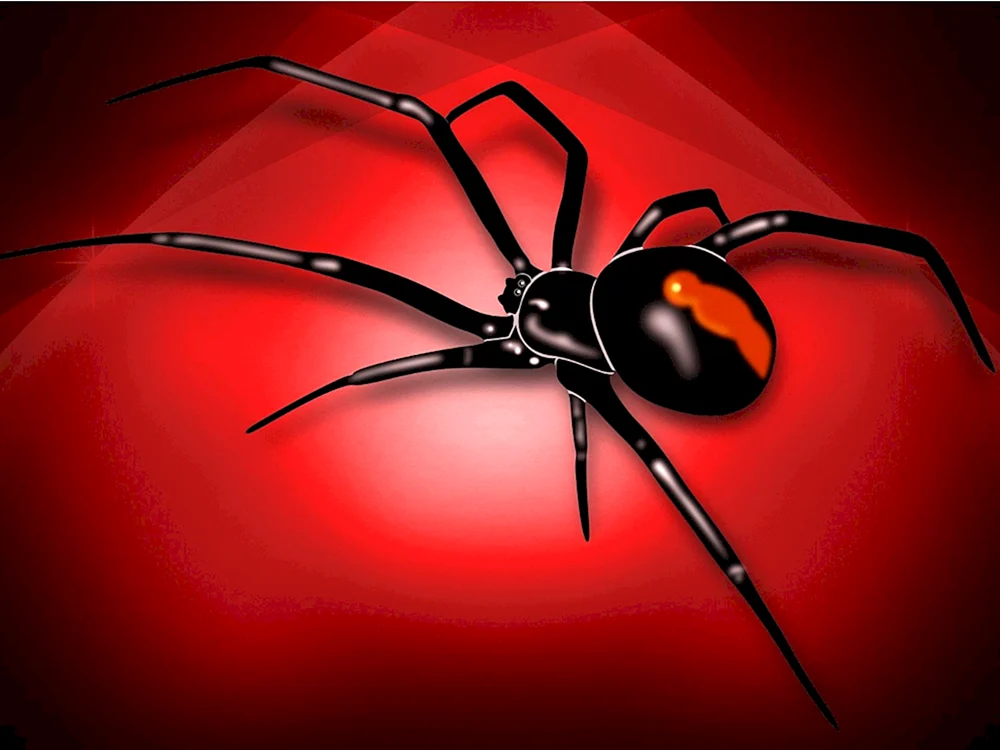 Schwarze Witwe spinne