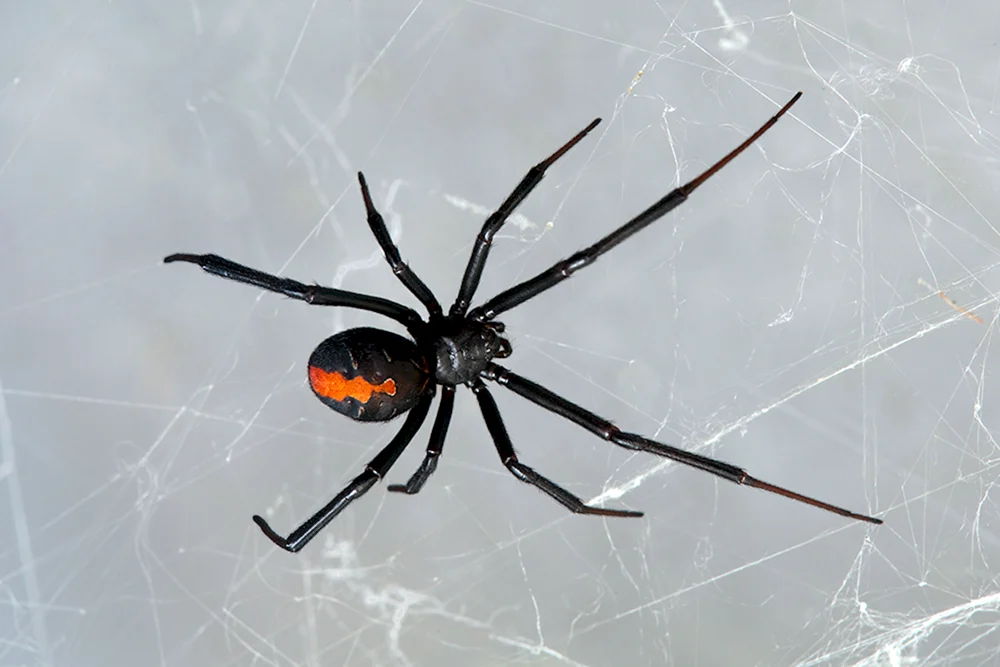 Caracourtspinne