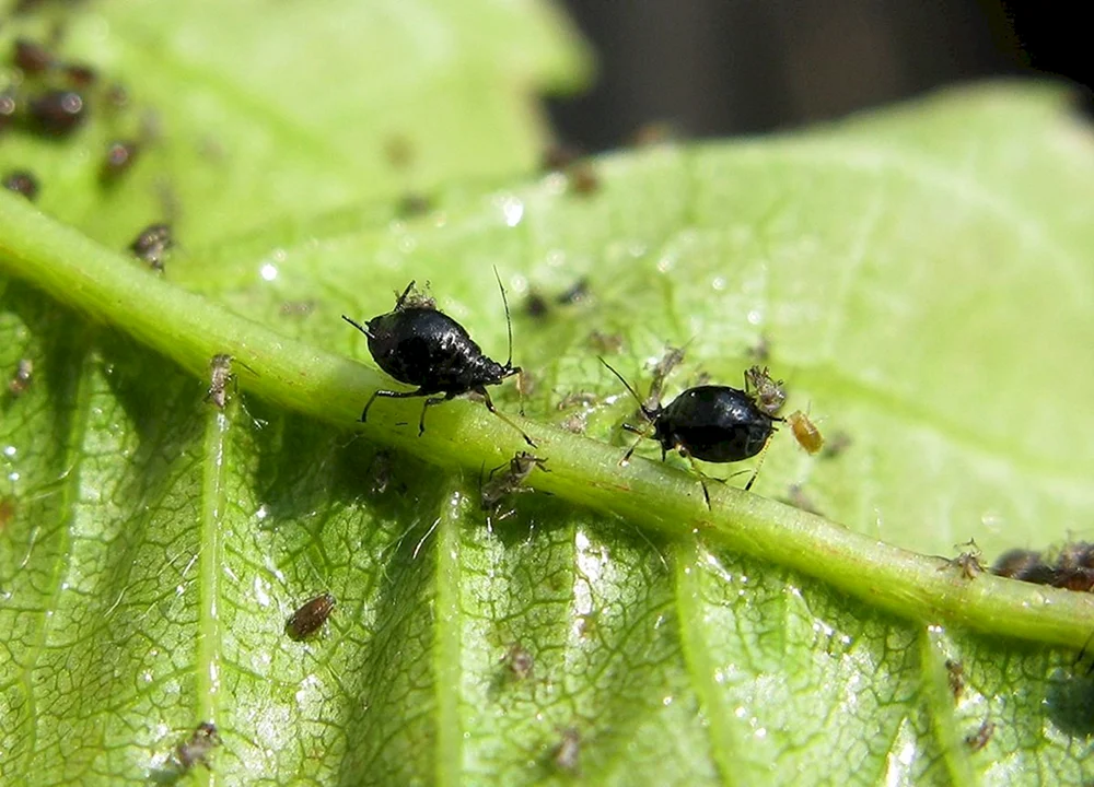 Schwarze Kirschblattlaus