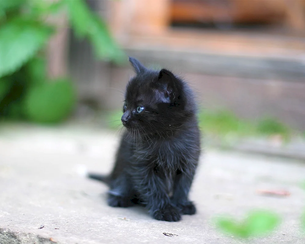 Kleines flauschiges schwarzes Kätzchen