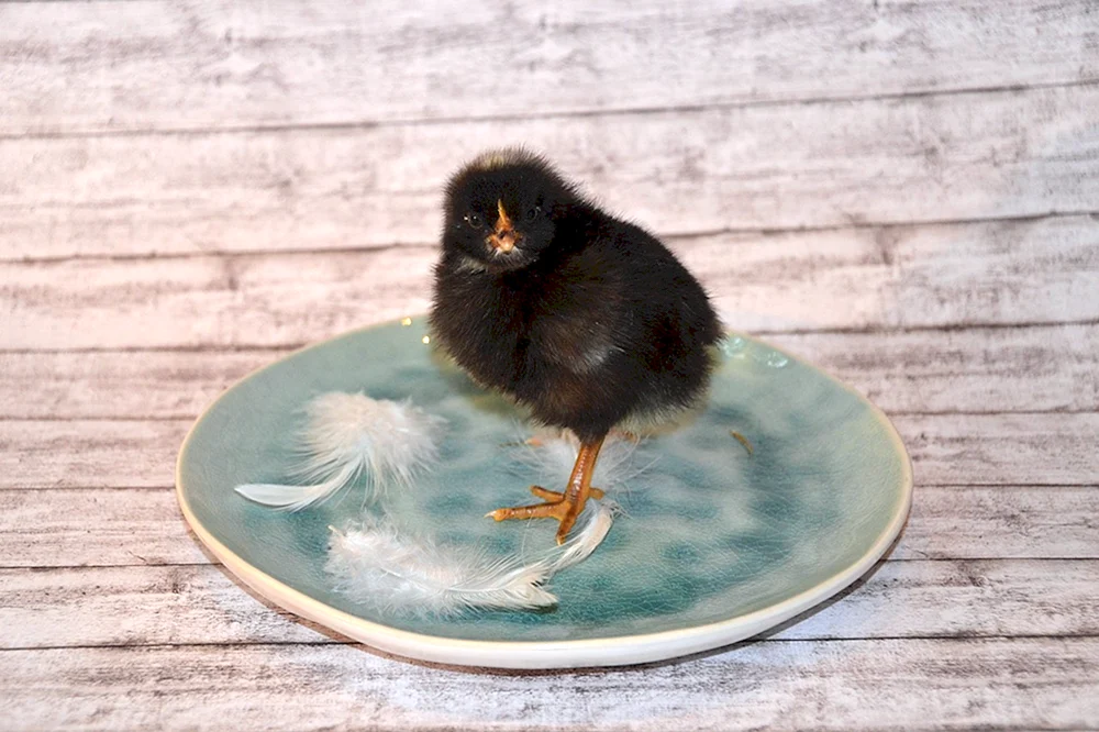 Schwarzes Huhn