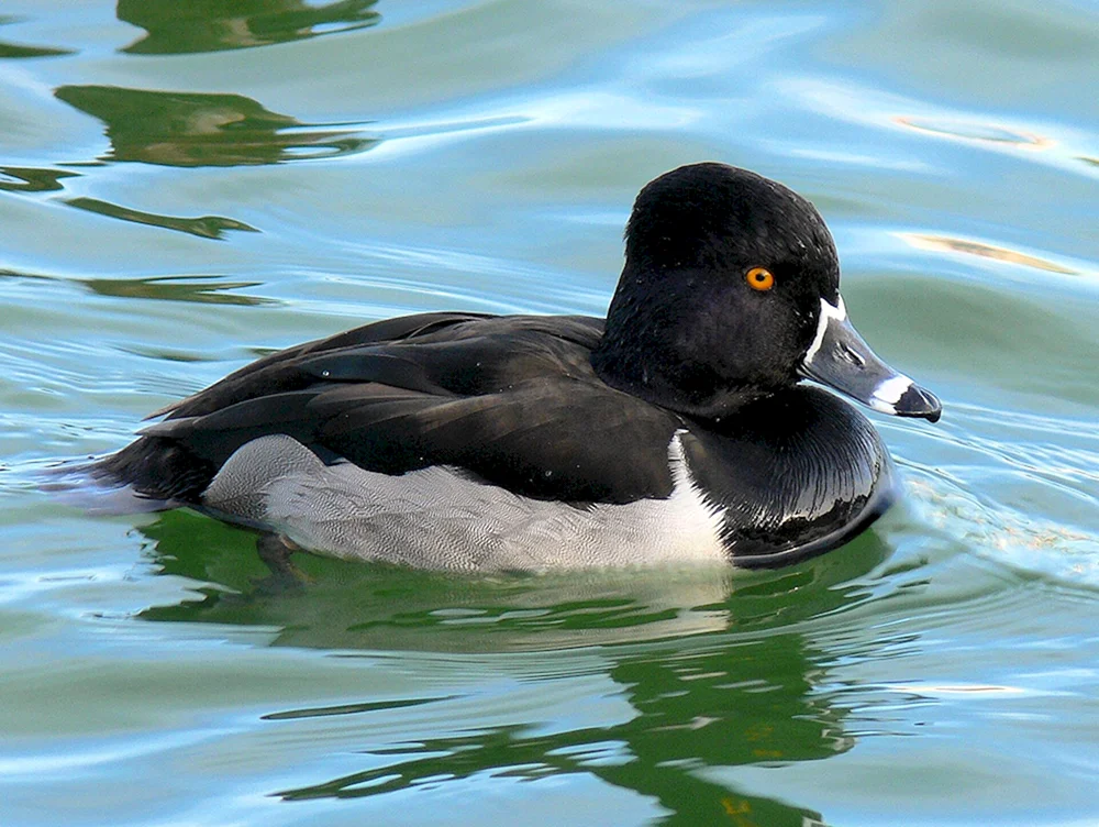 Schwarze Reiherente