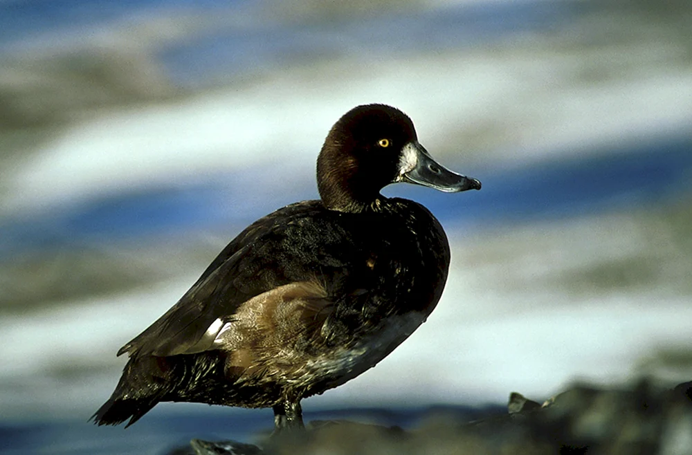Schwarze Reiherente