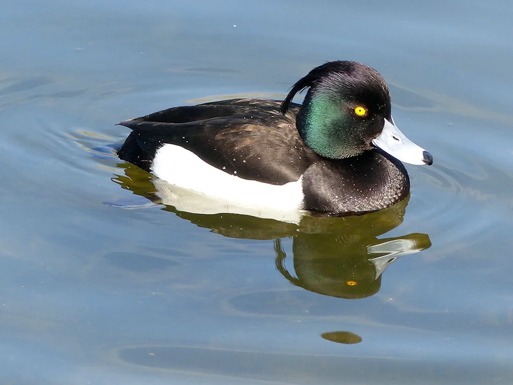 Schwarze Reiherente Stockente