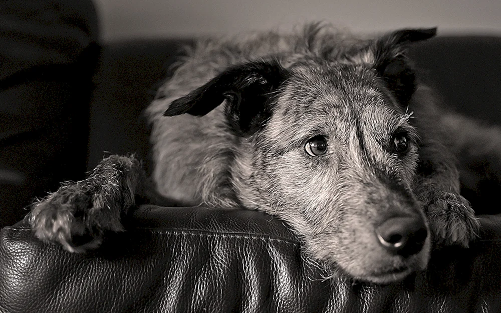 David Yarrow Photography Trust