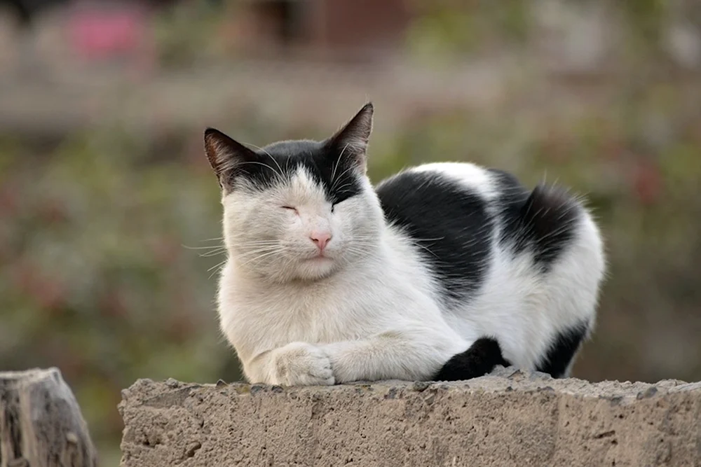 Schwarz-weiße Katze