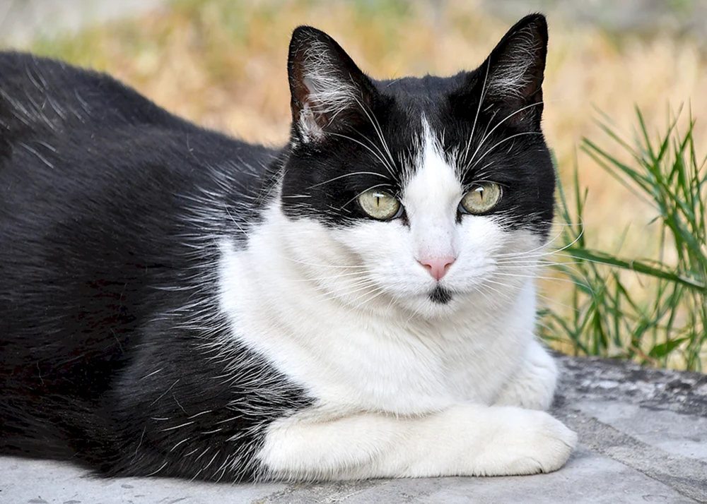 Schwarz-weiße Katze