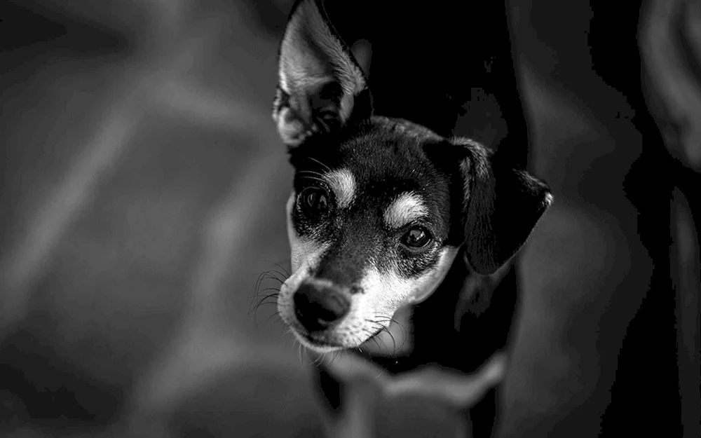 Labrador schwarz