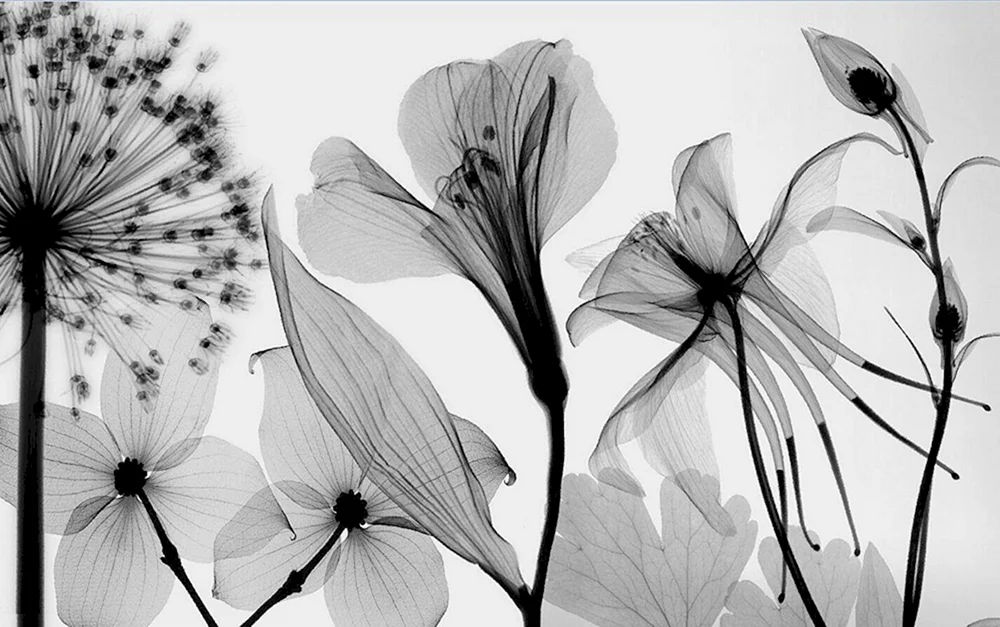 Schwarz-weiße Blume