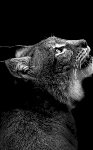Schwarz-weiße Tiere