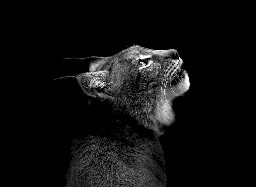 Schwarz-weiße Tiere