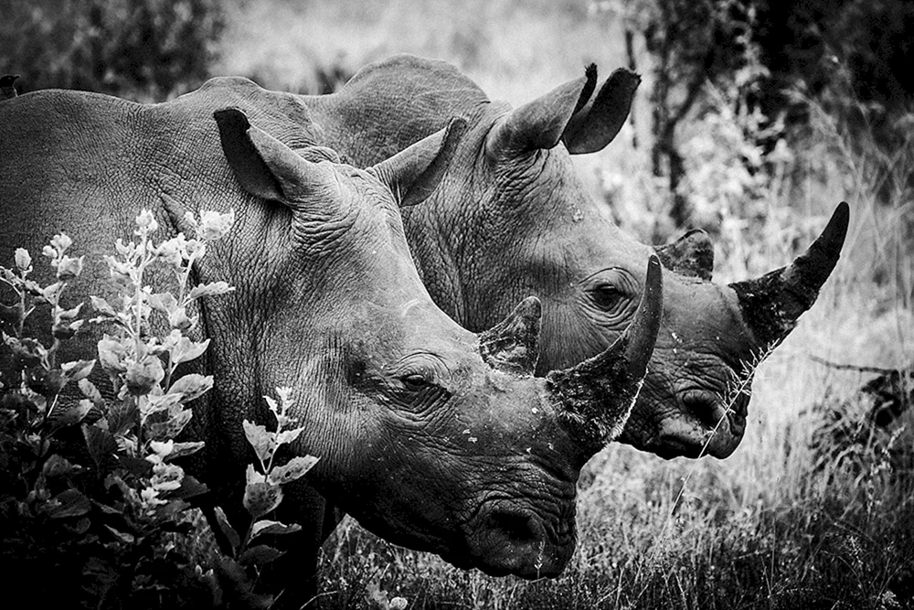 David Yarrow