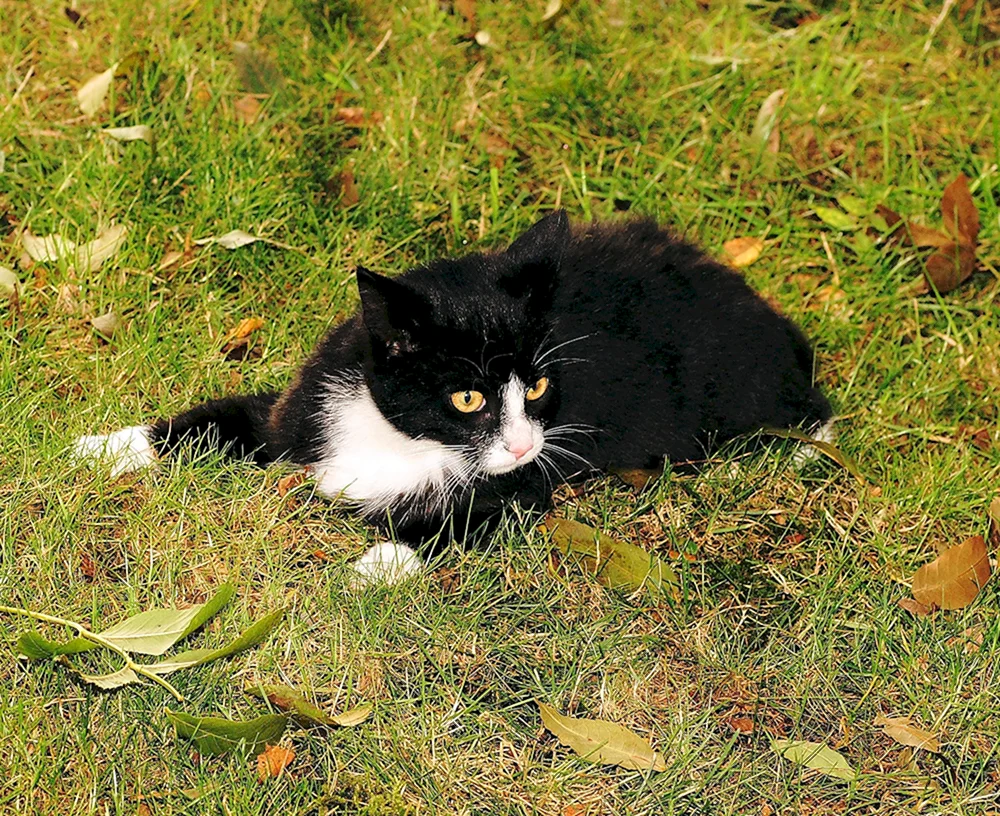 Schwarz-weiße Katze
