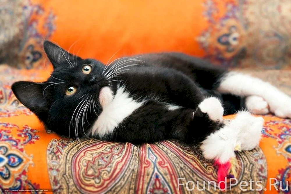 Bombay Katze mit weißer Brust