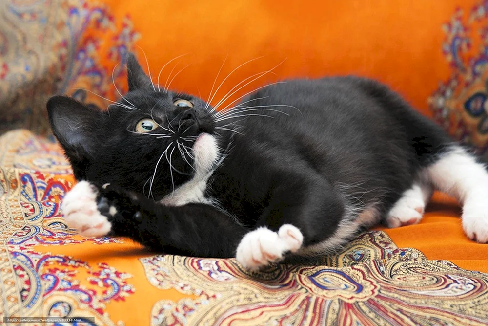 Bombay Katze mit weißer Brust