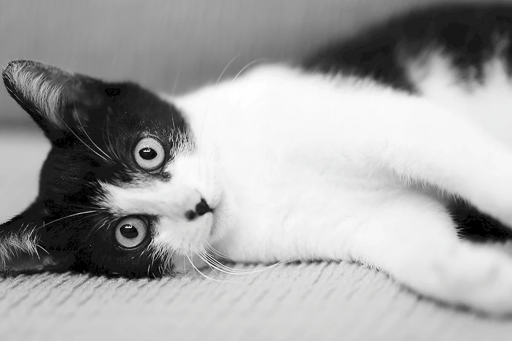Amerikanische Kurzhaarkatze schwarz-weiß