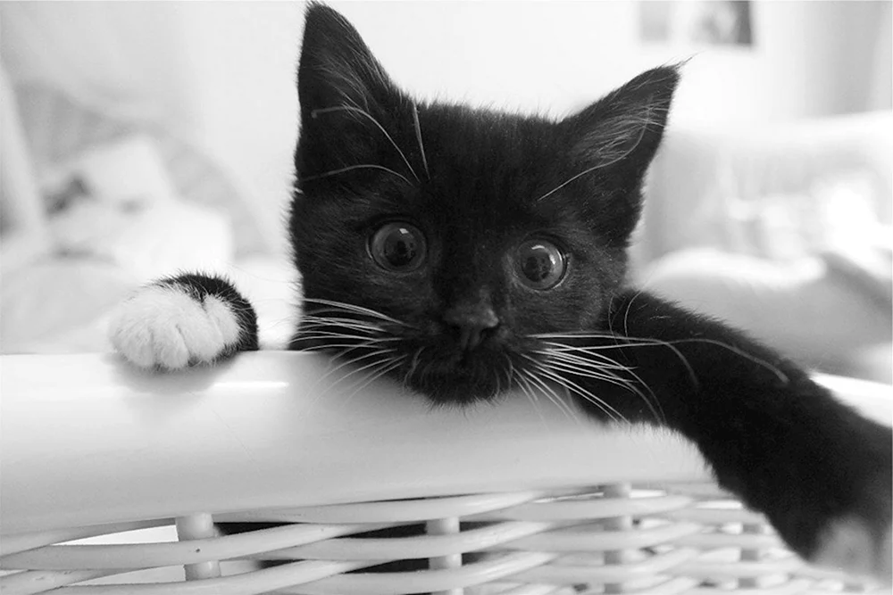 Schwarz-weiße Katze
