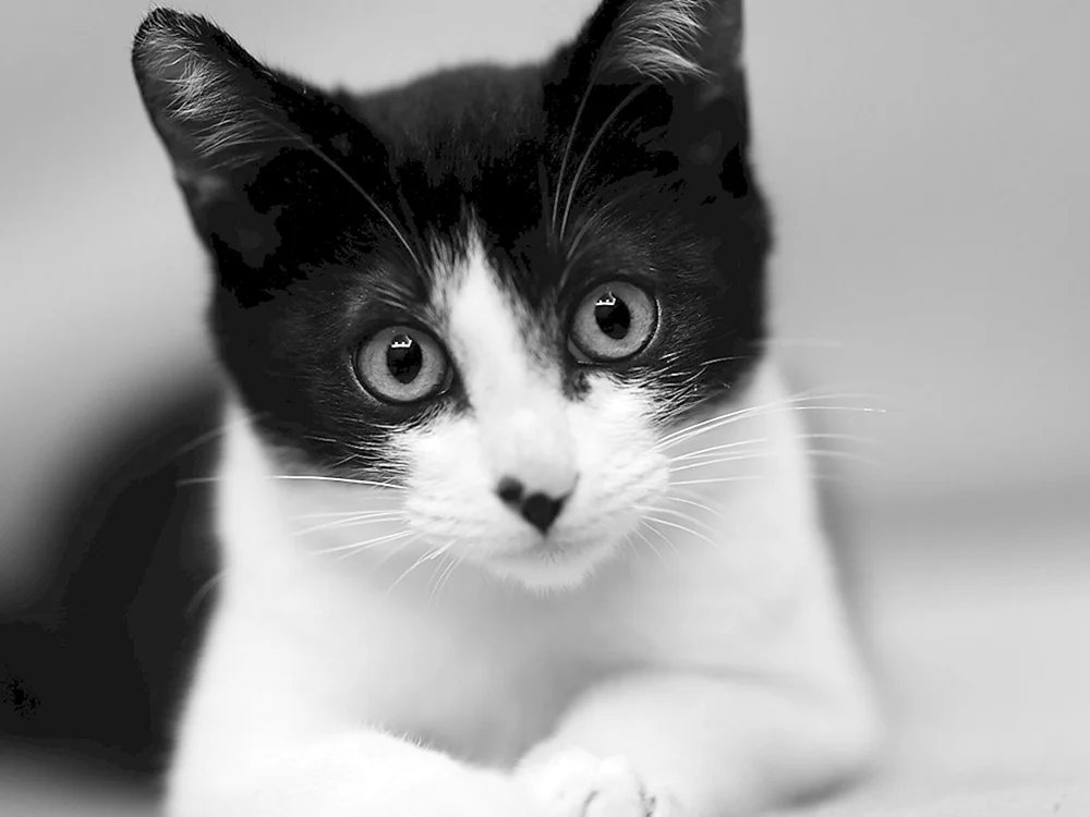 Schwarz-weiße Katze