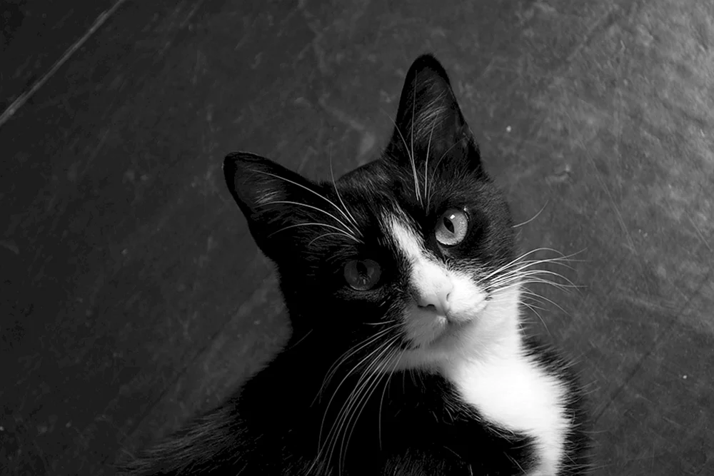 Britische Kurzhaarkatze schwarz-weiß