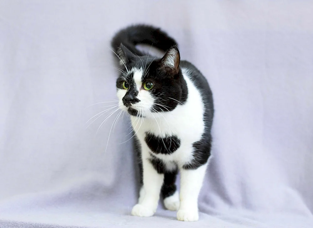 Tuxedo Katzenrasse