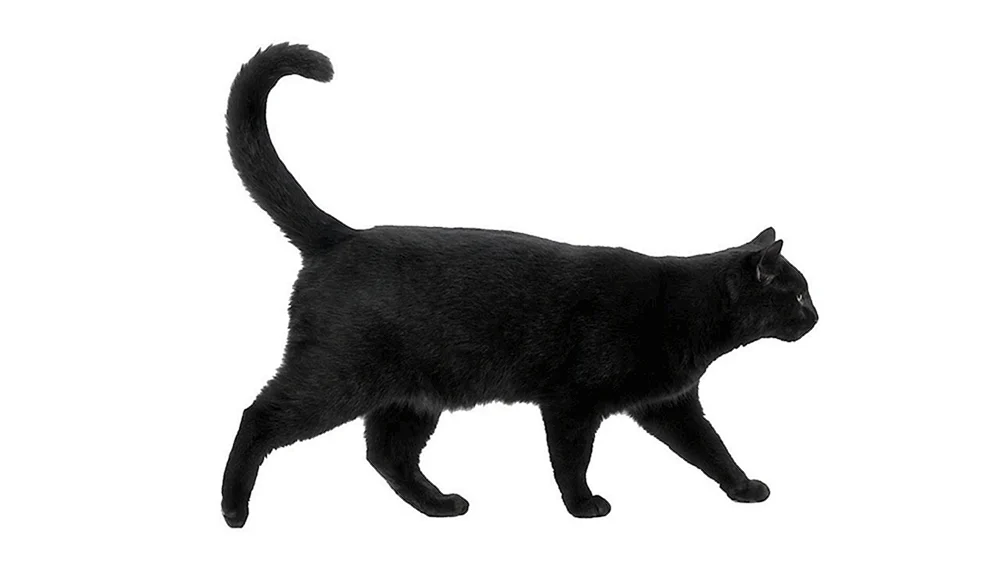 Schwarz-weiße Katze auf der Seite
