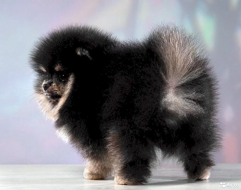 Schwarzer Spitz