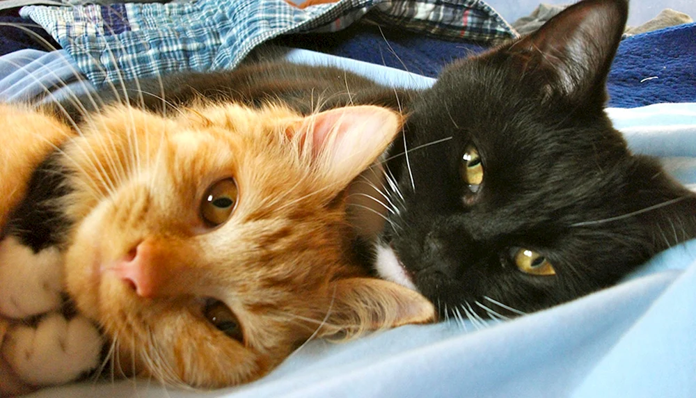 Schwarze und rote Katze