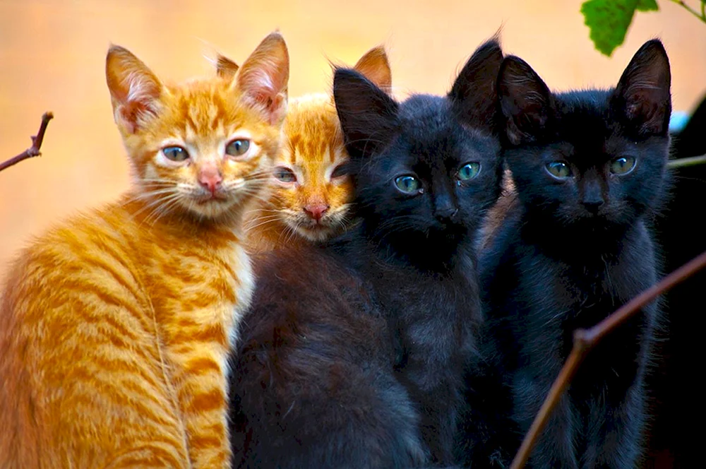 Schwarz und rot. Katze