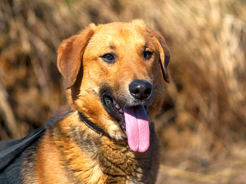 Schwarzer roter Hund