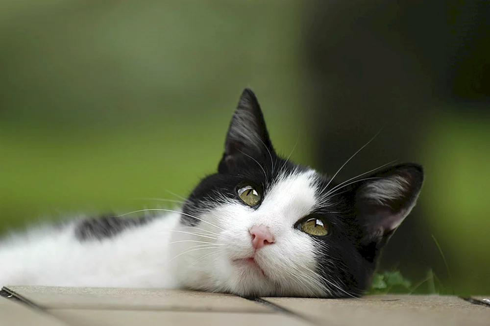 Schwarz-weiße Katze