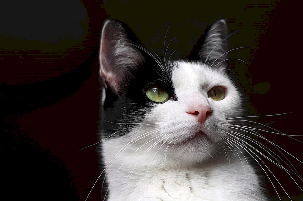 Schwarze Katze mit weißen Flecken