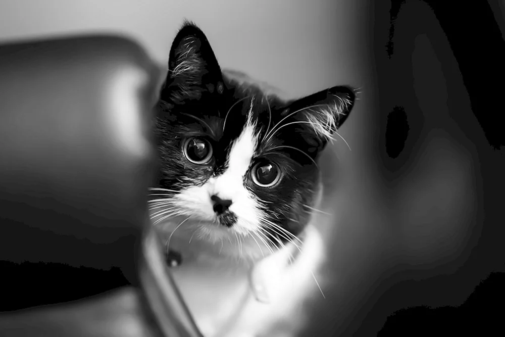 Schwarz-weiße Katze