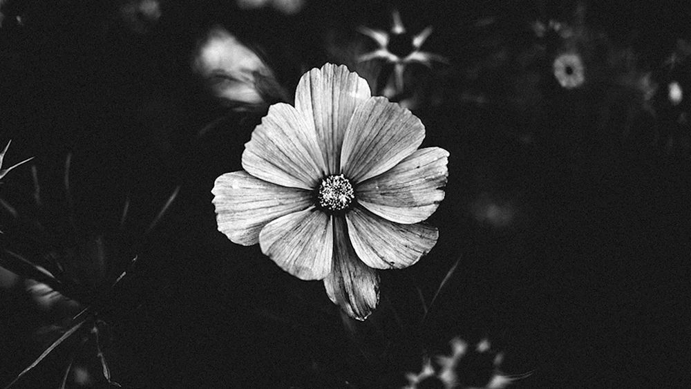 Schwarz-weiße Blume