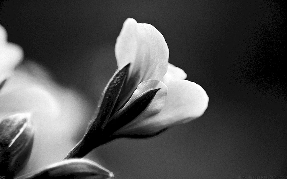 Schwarz-weiße Blumen